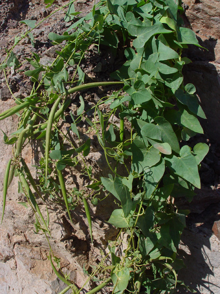 Image of Cynanchum sibiricum specimen.