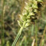 Setaria pumila