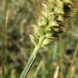 Setaria pumila. Основание колоска. Краснодарский край, Кущёвский р-н, станица Шкуринская, пустырь. 02.10.2009.