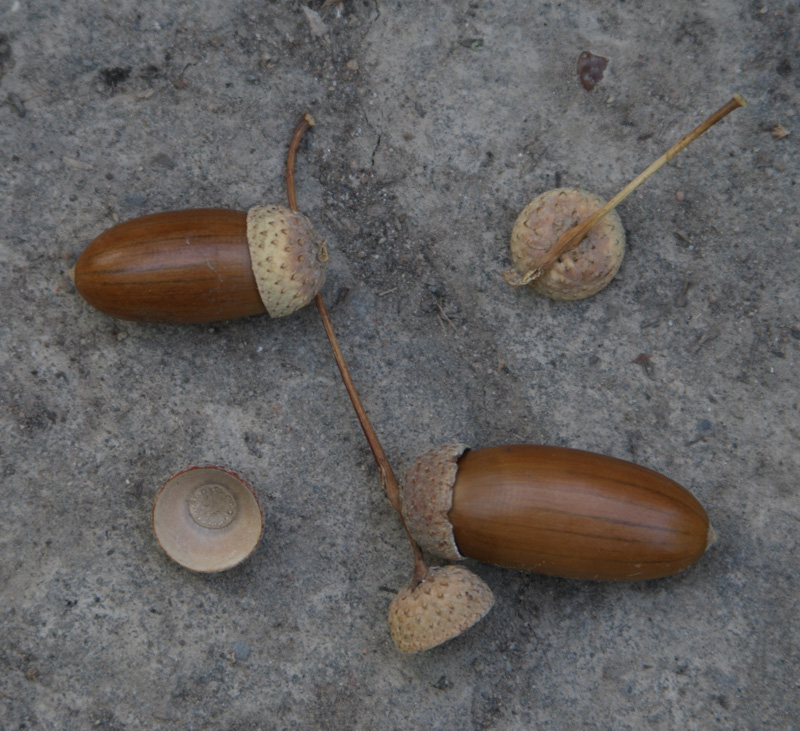 Изображение особи Quercus hartwissiana.