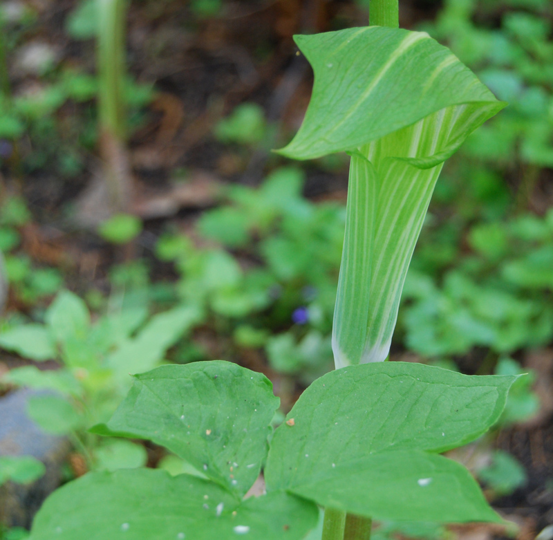 Изображение особи Arisaema amurense.