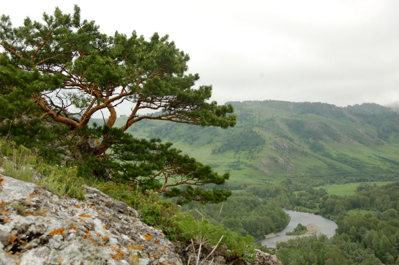 Image of Pinus sylvestris specimen.