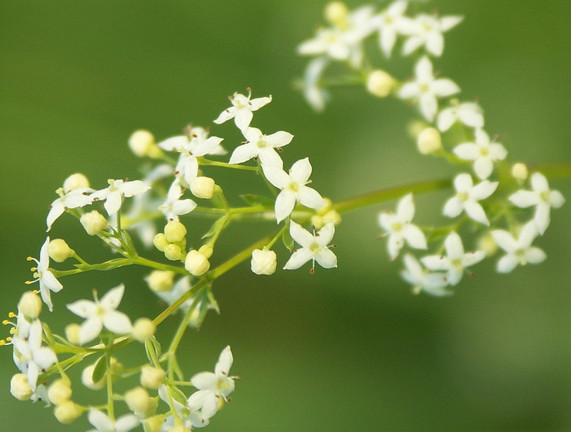 Изображение особи Galium album.