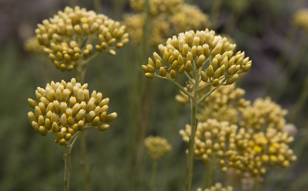 Изображение особи Helichrysum italicum.