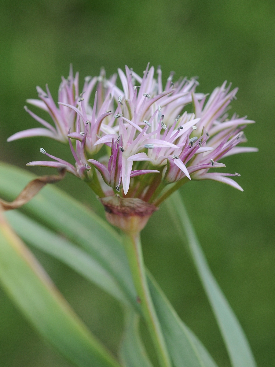 Изображение особи Allium anceps.