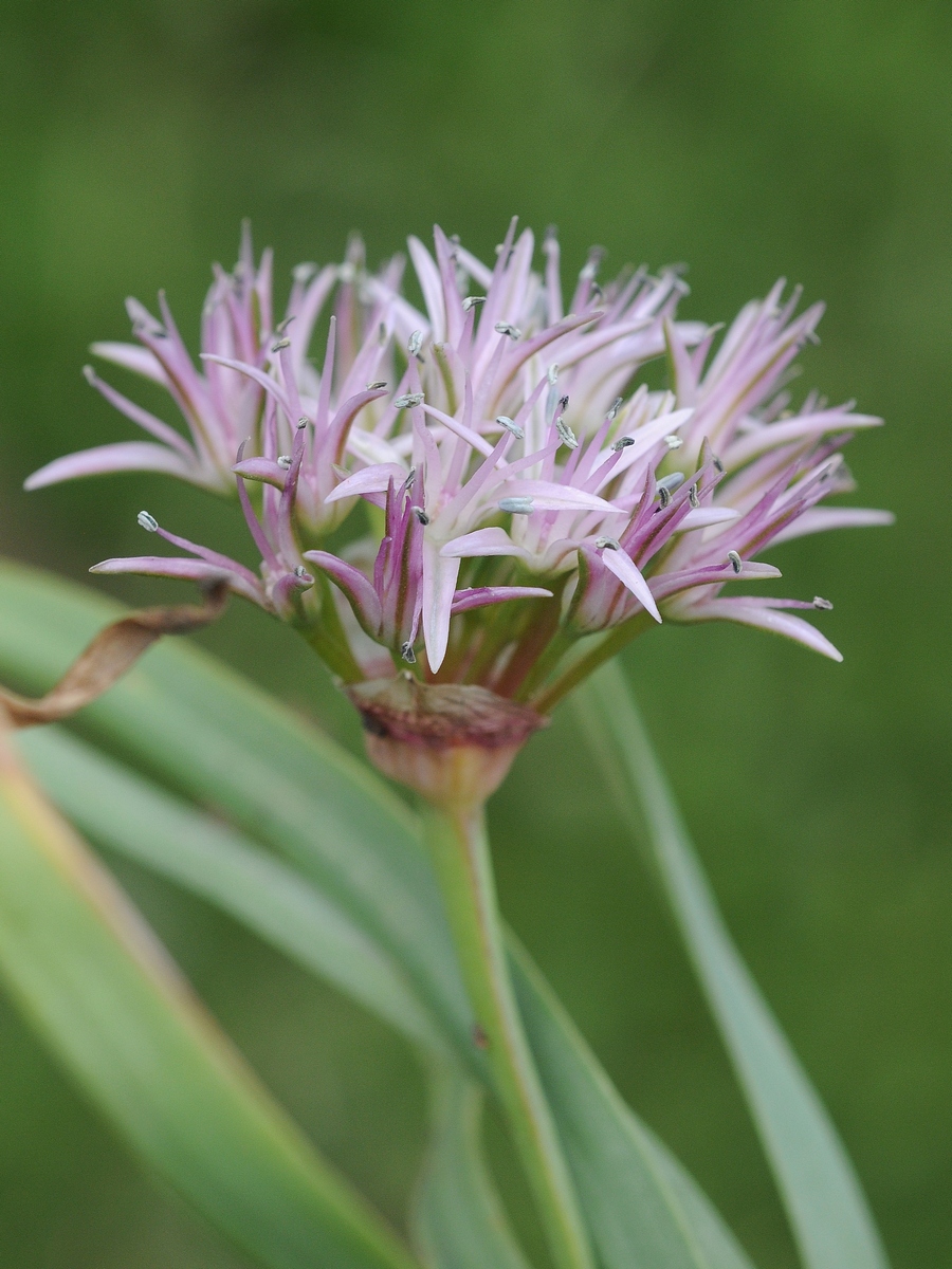 Image of Allium anceps specimen.