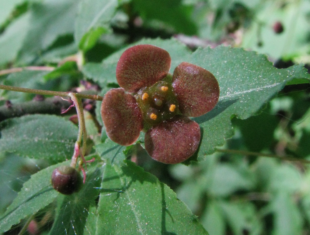 Изображение особи Euonymus verrucosus.