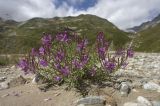 Chamaenerion colchicum. Цветущее и плодоносящее растение. Кабардино-Балкария, Эльбрусский р-н, западная часть котловины оз. Донгуз-Орун. Август.