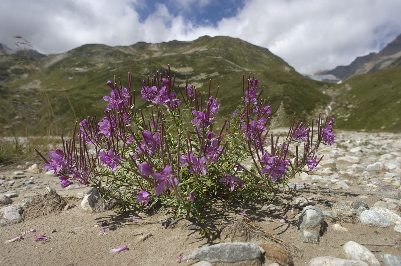 Image of Chamaenerion colchicum specimen.