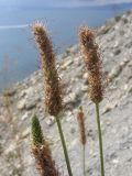 Plantago lanceolata. Верхушки побегов с соплодиями. Краснодарский край, м/о г. Геленджик, окр. села Кабардинка, гора Дооб, приморский склон. 23.07.2014.