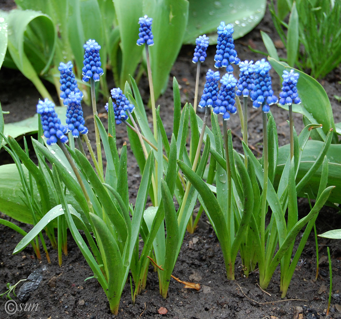 Изображение особи Muscari botryoides.