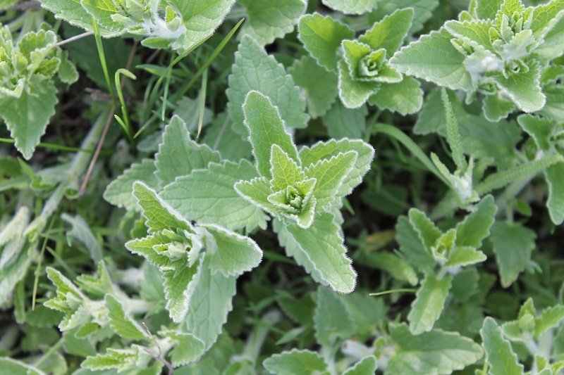 Image of Nepeta parviflora specimen.