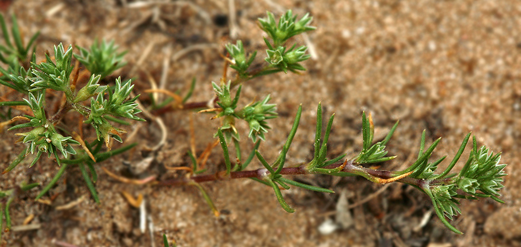 Изображение особи Scleranthus annuus.