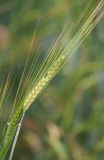 Hordeum distichon. Сложный колос. Ленинградская обл., Волосовский р-н, ячменное поле. 19.07.2014.