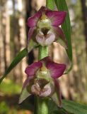 Epipactis distans. Цветки. Крым, окр. Ялты, гора Лапата, сосновый лес. 5 июля 2015 г.