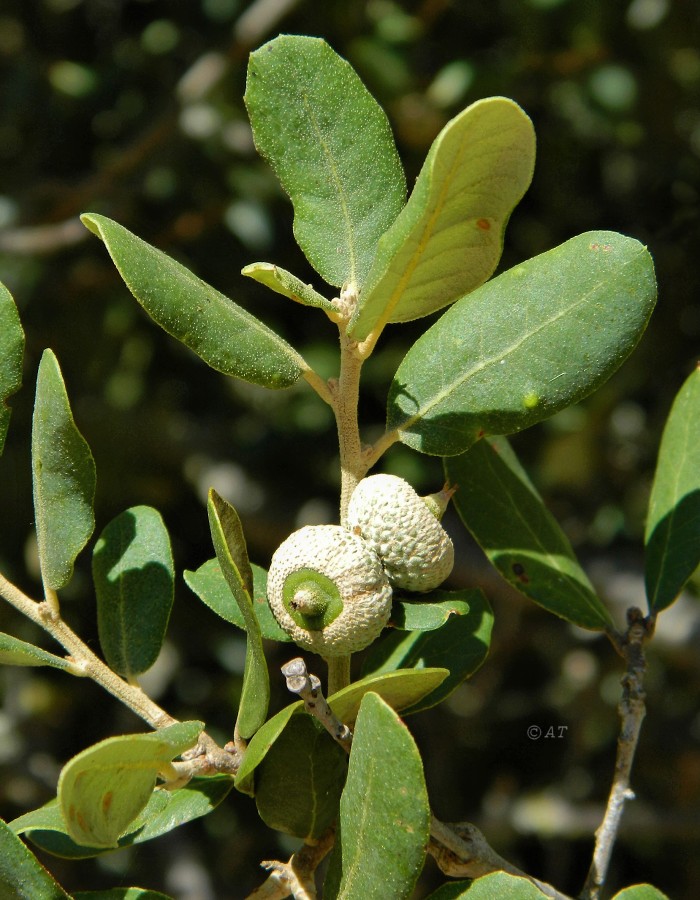 Изображение особи Quercus rotundifolia.