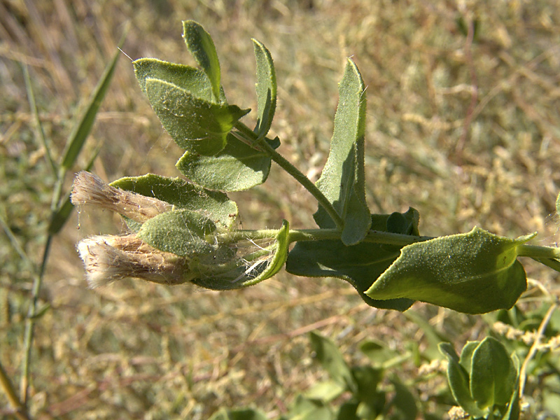 Изображение особи Karelinia caspia.