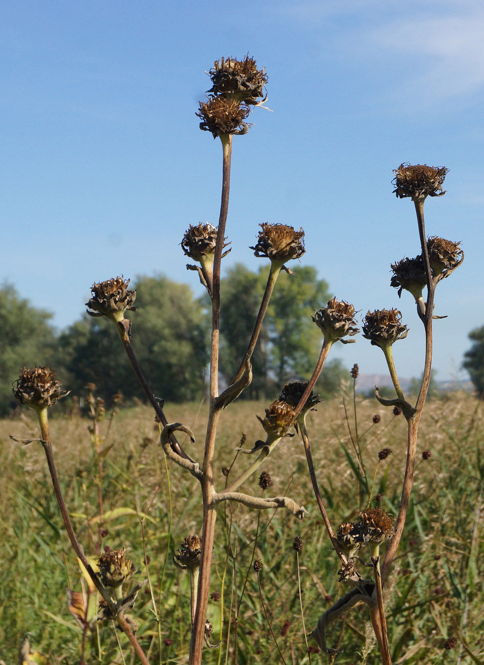 Изображение особи Inula helenium.