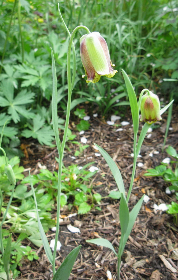 Image of Fritillaria acmopetala specimen.