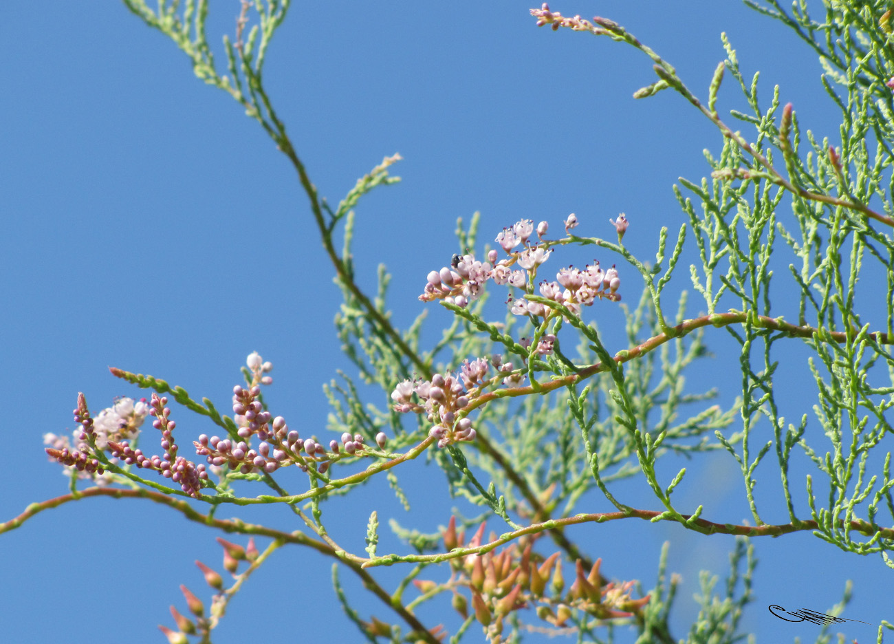 Изображение особи Tamarix gracilis.