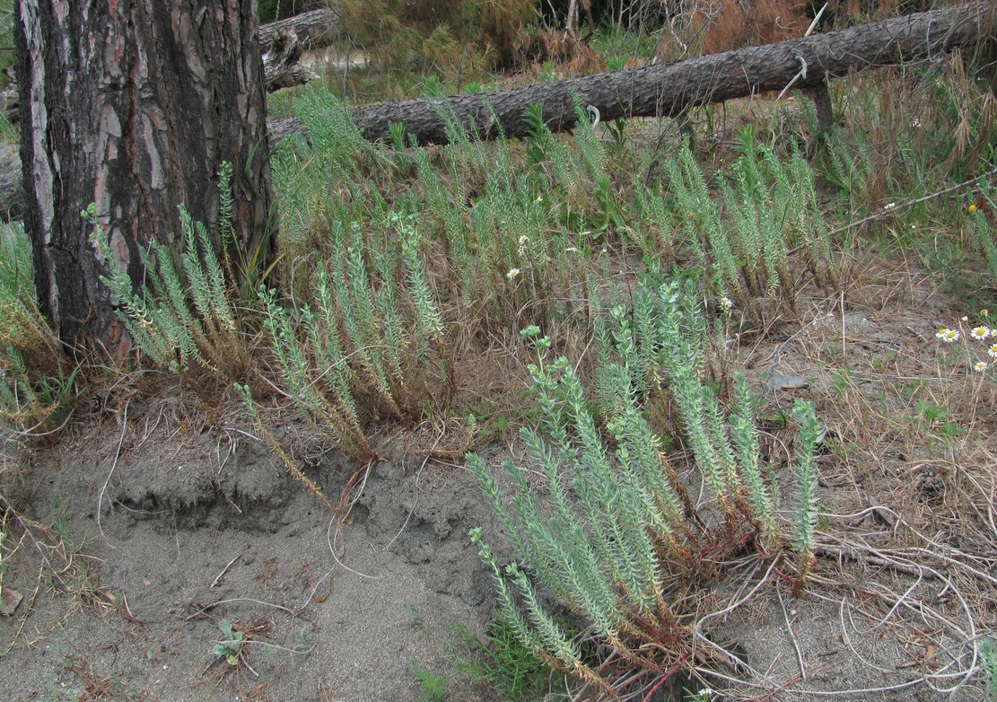 Image of Euphorbia paralias specimen.