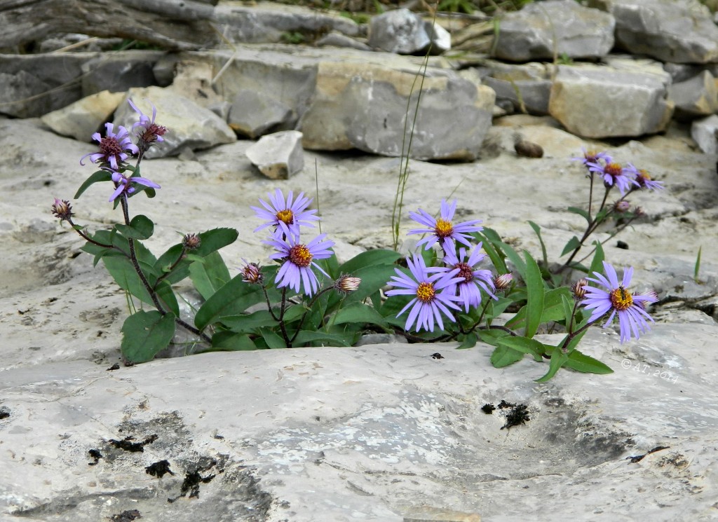 Изображение особи Aster sibiricus.