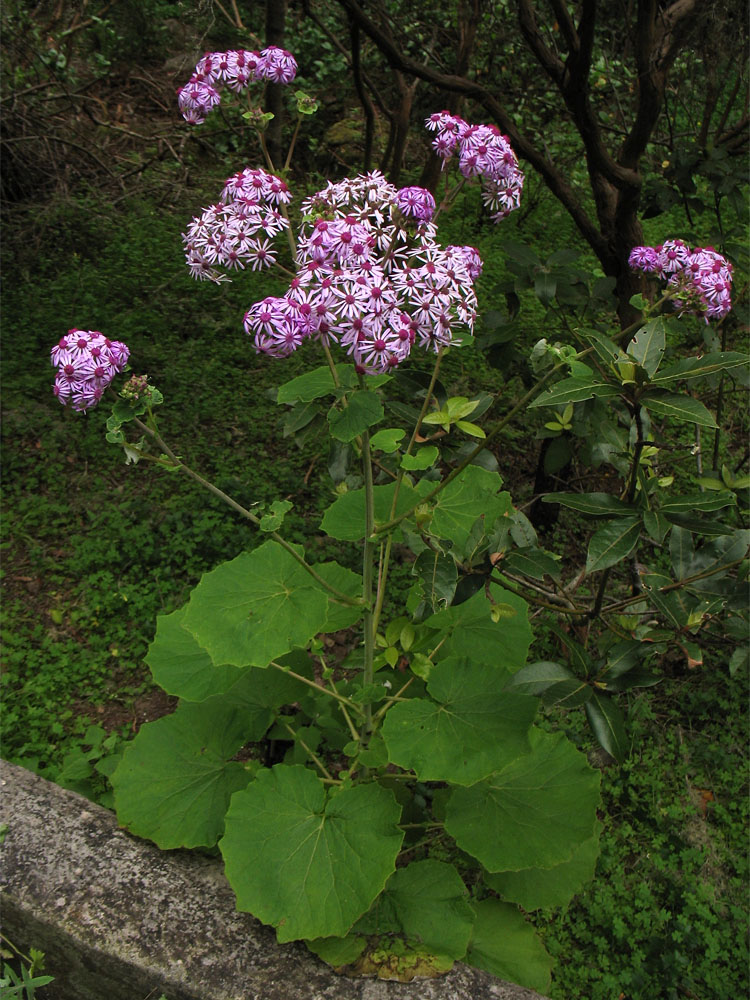 Image of Pericallis webbii specimen.