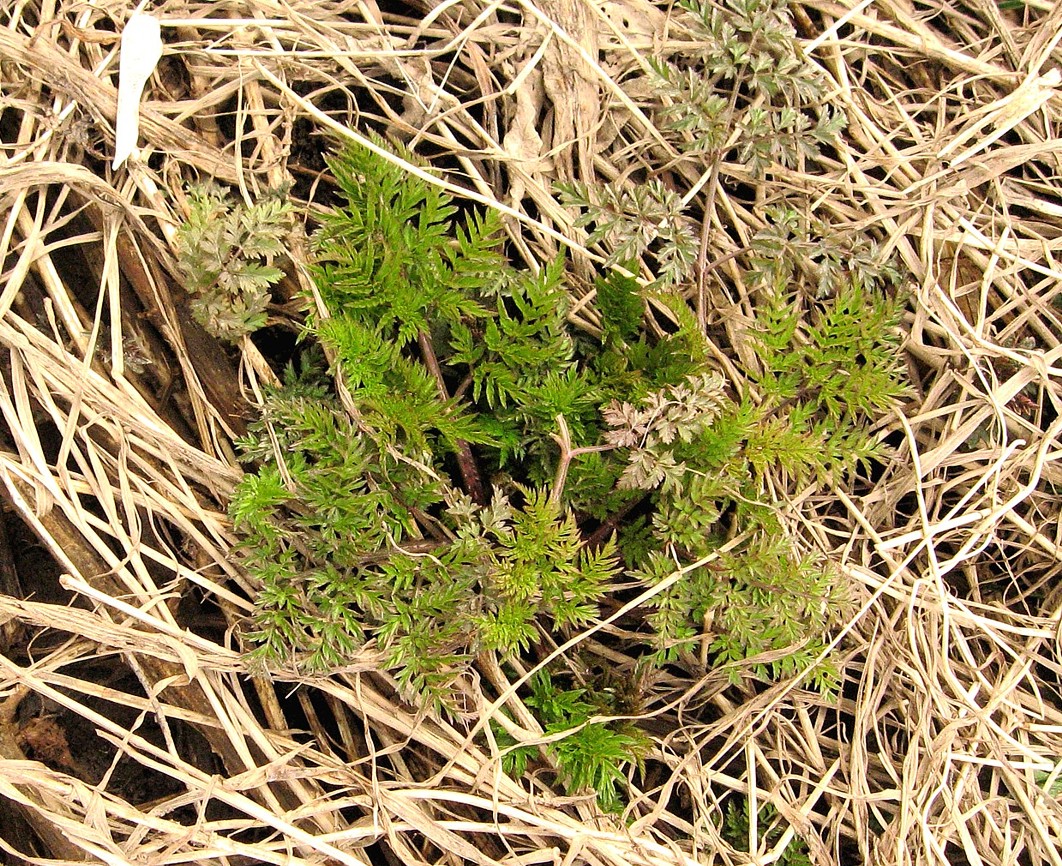 Image of Anthriscus sylvestris specimen.