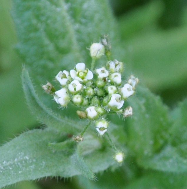 Изображение особи Capsella bursa-pastoris.