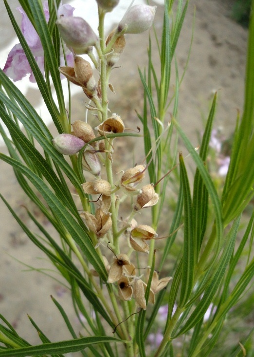 Image of Chilopsis linearis specimen.