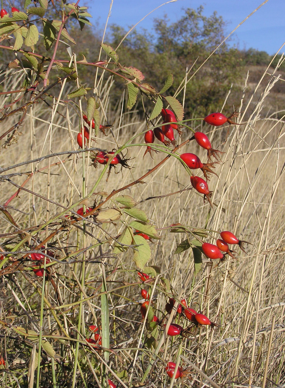 Image of genus Rosa specimen.