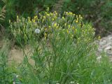 Crepis tectorum