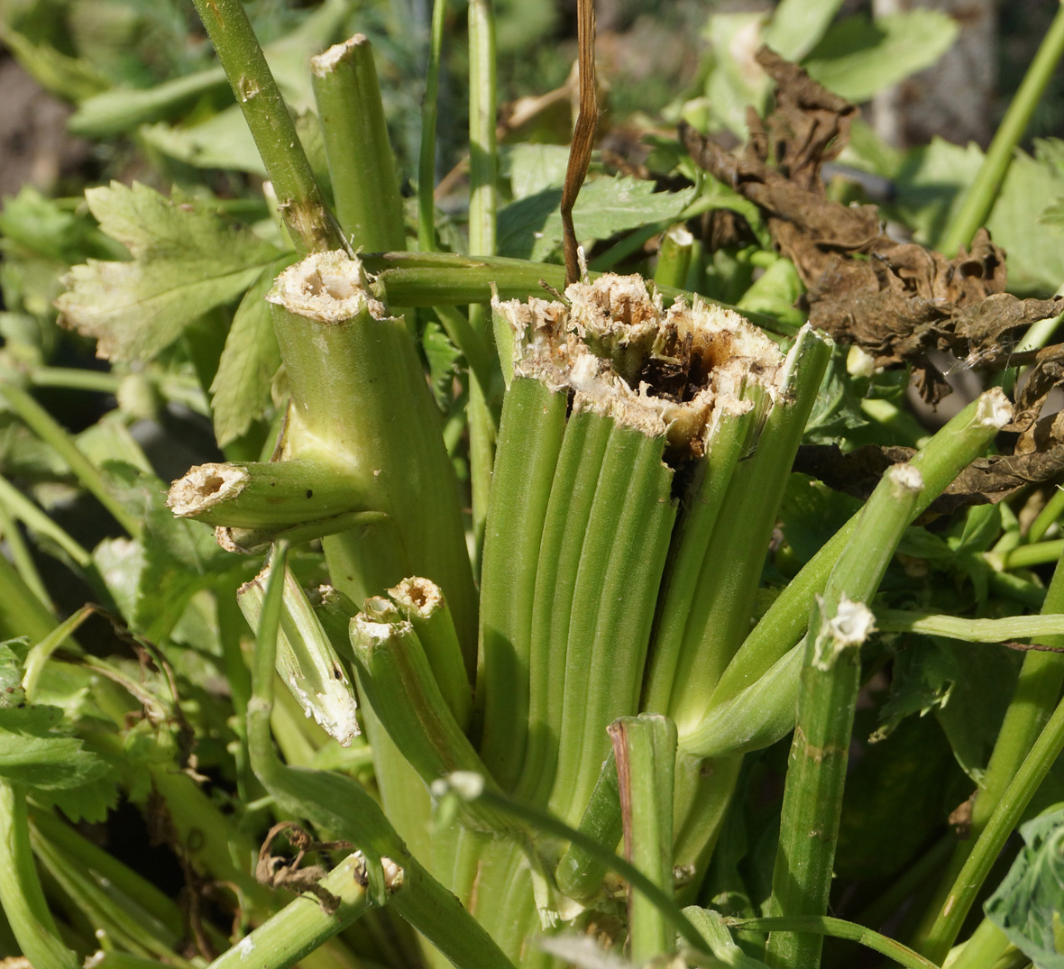 Image of Pastinaca sativa specimen.