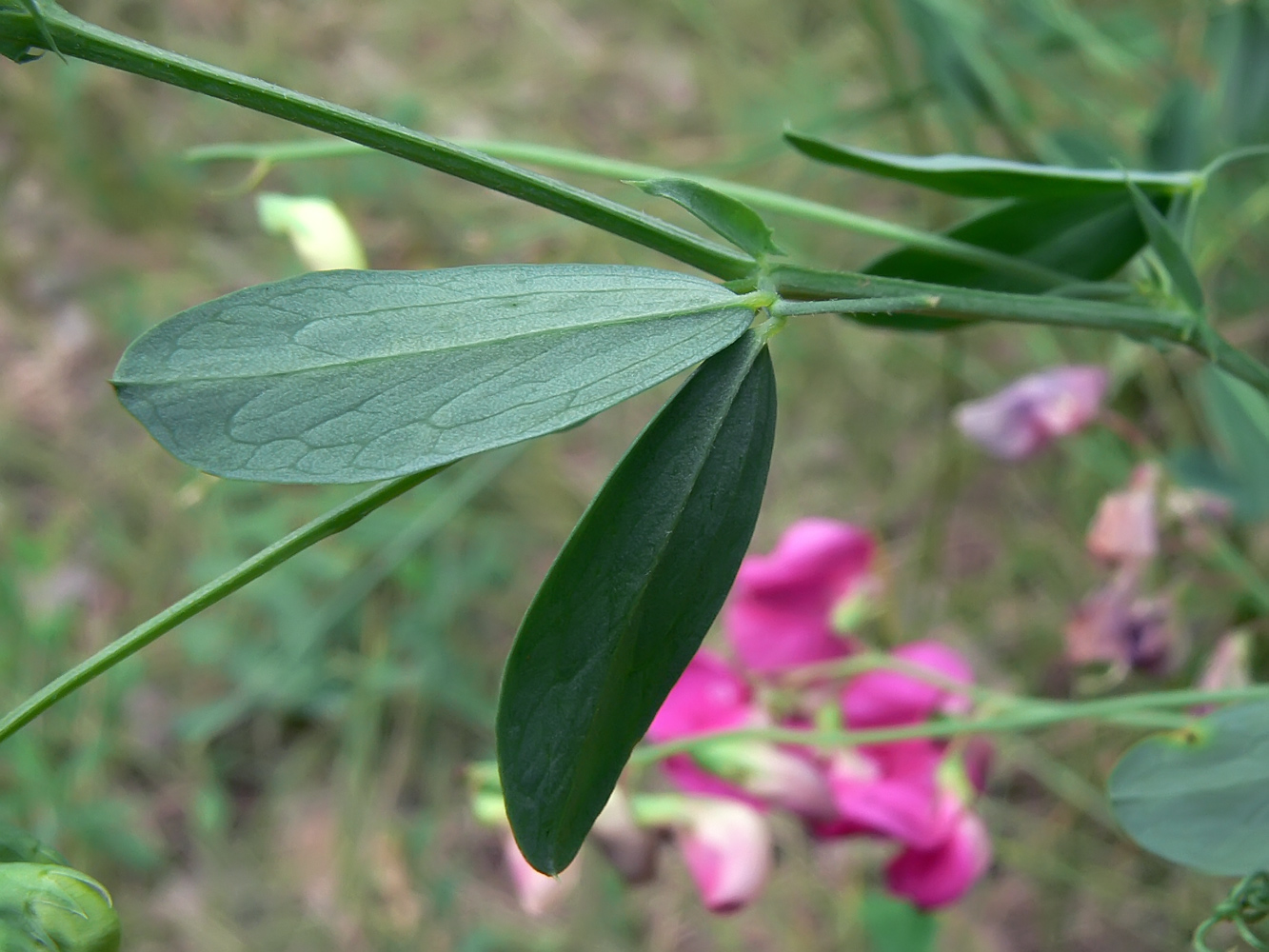 Изображение особи Lathyrus tuberosus.