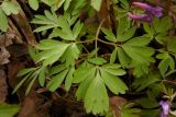 Corydalis solida. Лист (верхняя сторона). Новгородская обл., Боровичский р-н, ок. 1 км к с.-в. от дер. Селино, поляна у рощи на левом берегу р. Мста. 25.04.2015.