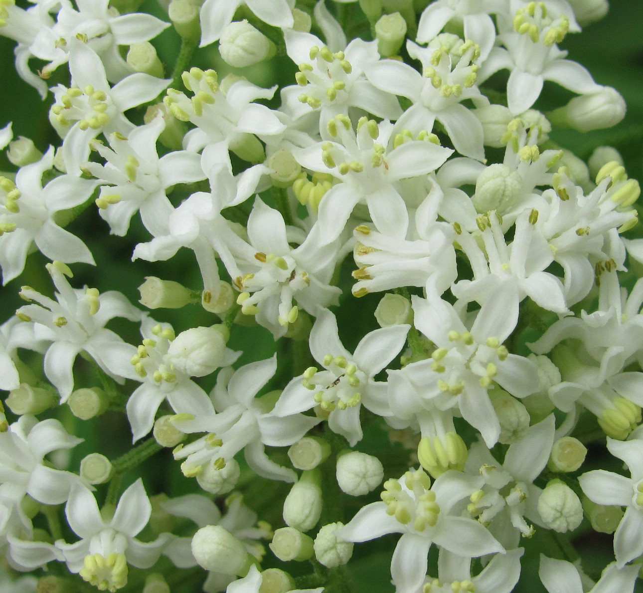 Image of Sambucus ebulus specimen.