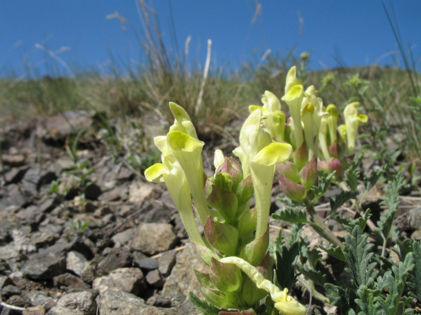 Image of Scutellaria krylovii specimen.