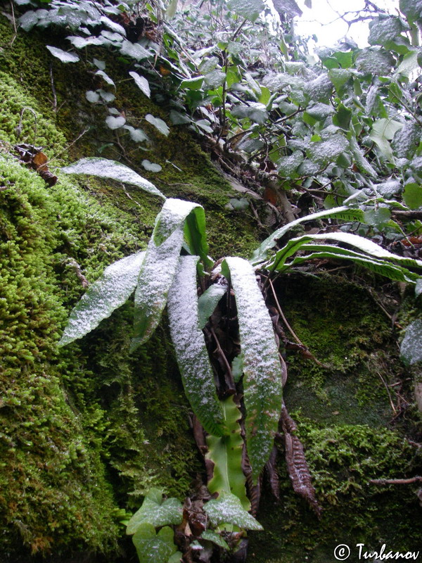 Image of Phyllitis scolopendrium specimen.