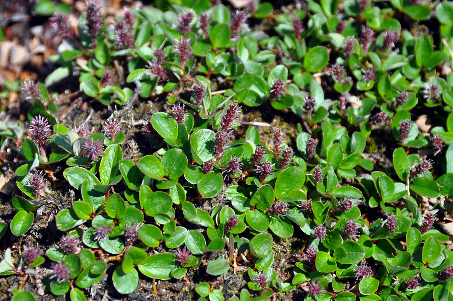 Image of Salix nasarovii specimen.