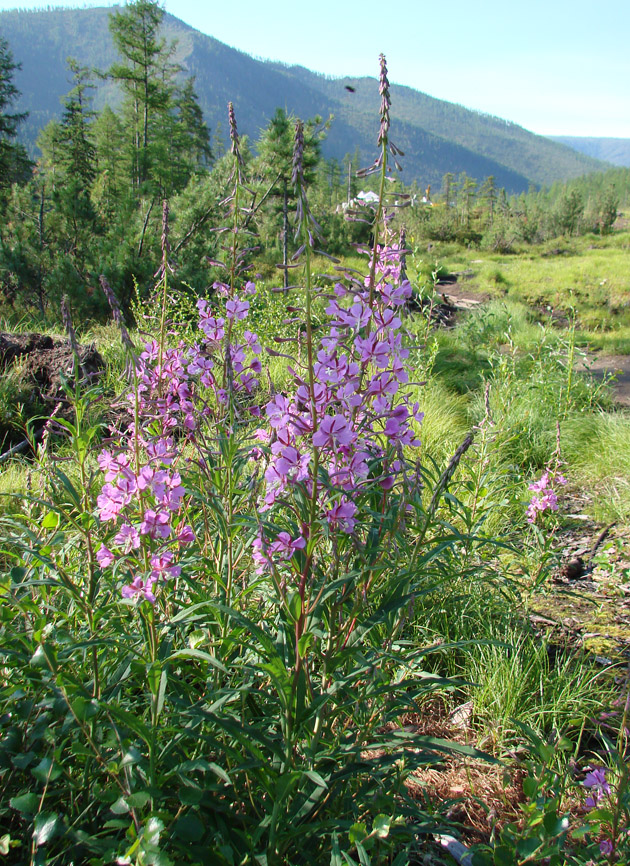 Изображение особи Chamaenerion angustifolium.