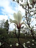 Magnolia cylindrica. Верхушка побега с цветком. Латвия, Рига, Ботанический сад Латвийского университета, экспозиция магнолий (участок 1). 05.05.2015.