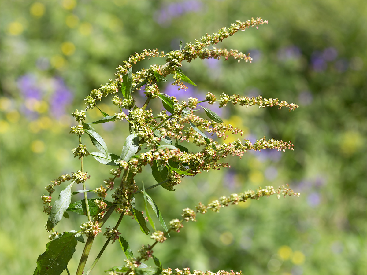 Image of Rumex obtusifolius specimen.