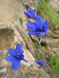 Delphinium grandiflorum. Верхняя часть соцветия. Байкал, Кругобайкальская железная дорога, июль 2005 г.