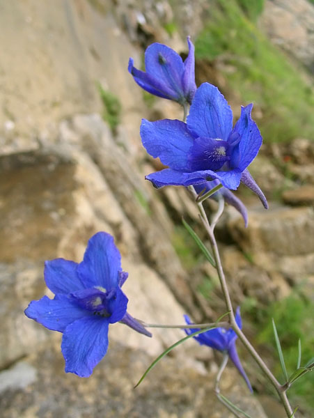 Image of Delphinium grandiflorum specimen.