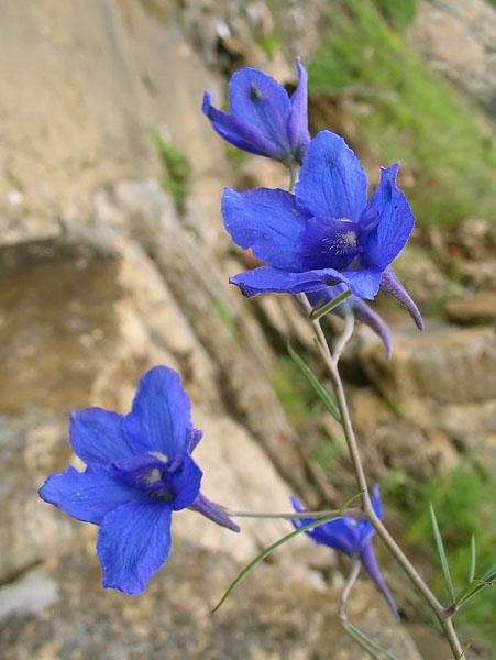 Изображение особи Delphinium grandiflorum.