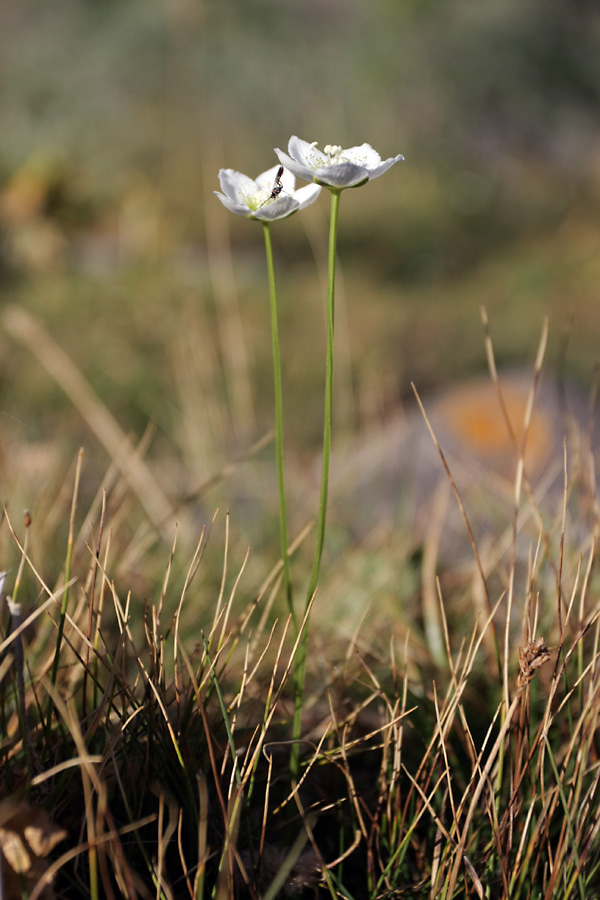 Изображение особи Parnassia palustris.