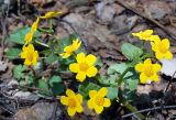 Caltha palustris