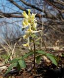 Corydalis marschalliana