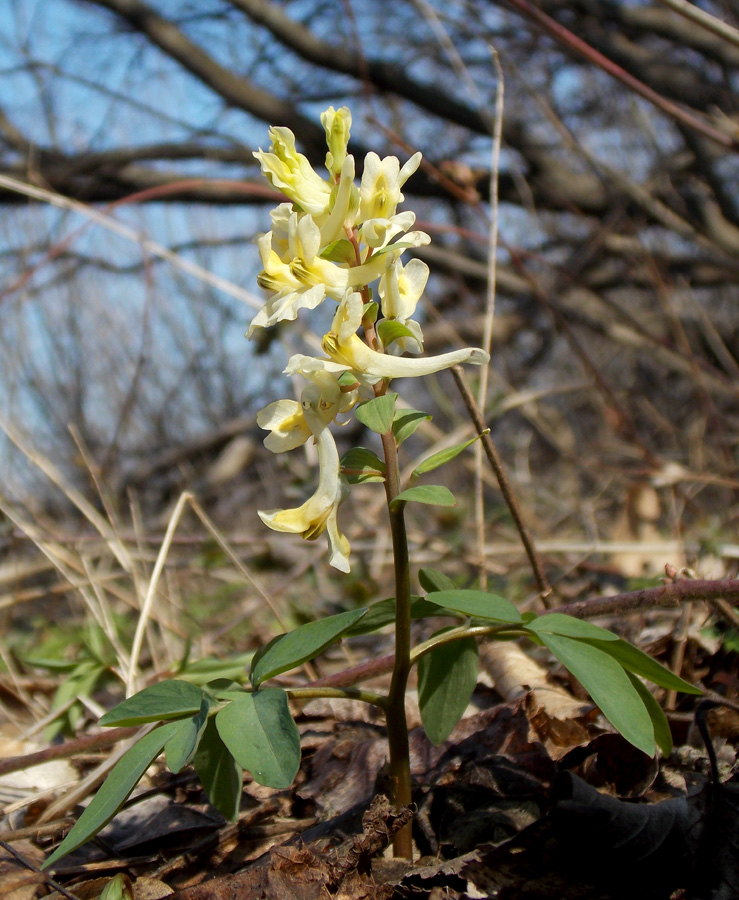 Image of Corydalis marschalliana specimen.