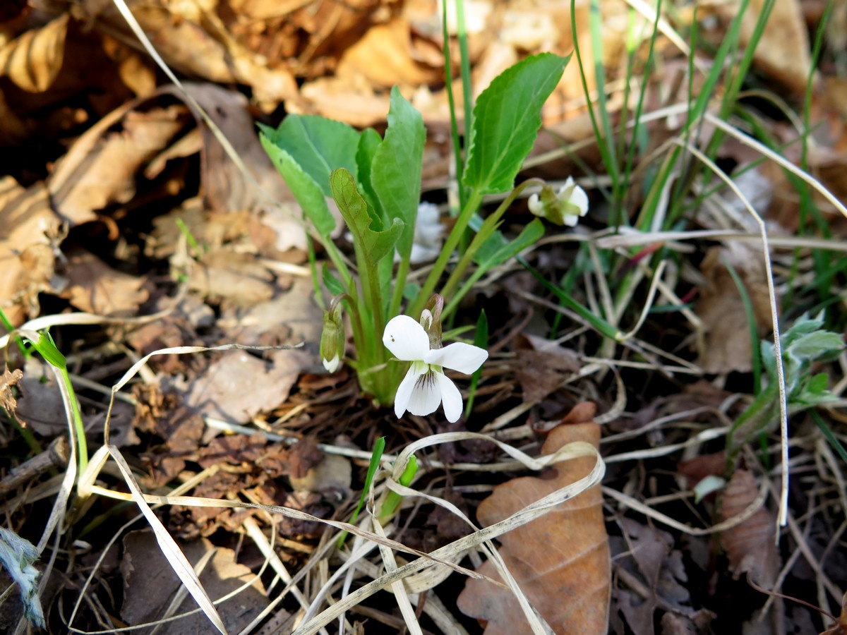 Изображение особи Viola pacifica.